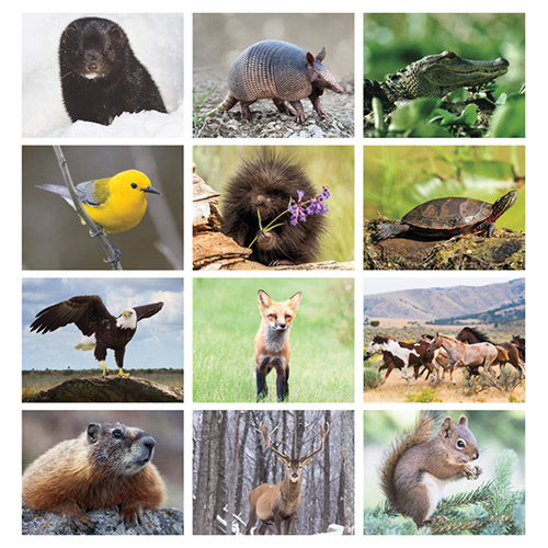 Wildlife Calendar